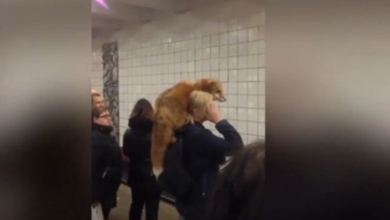Επιβάτης πήγε στο μετρό με μία αλεπού στον ώμο της (vid)