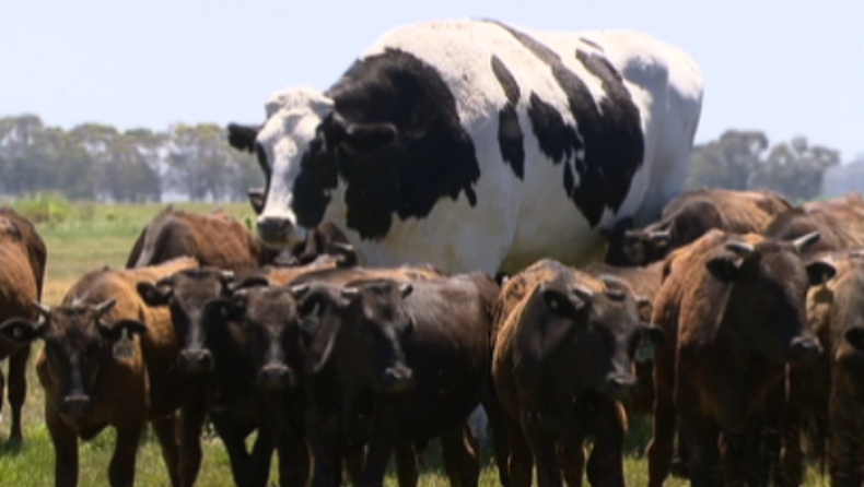 H γιγαντιαία αγελάδα που ζυγίζει 1.400 κιλά και είναι σχεδόν δύο μέτρα! (pics & vids)