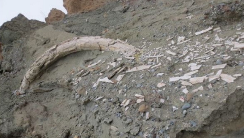 Προϊστορικός χαυλιόδοντας δύο μέτρων βρέθηκε σε ορυχείο στο Αμύνταιο (pics)
