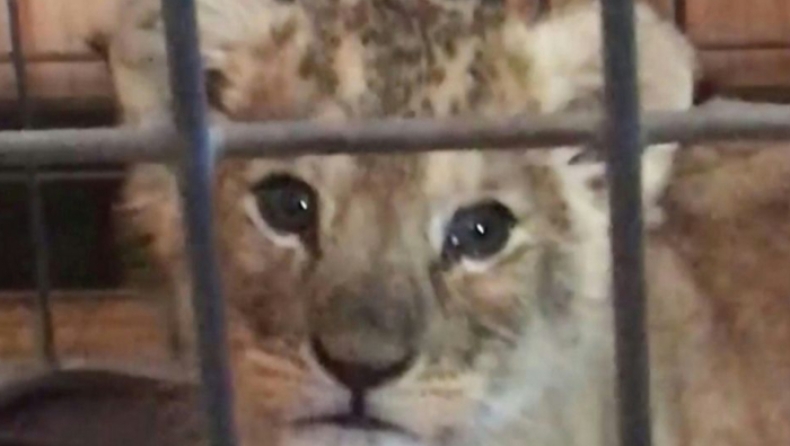 Οδηγός Lamborghini συνελήφθη προσπαθώντας να βγάλει selfie με λιονταράκι (pic & vid)