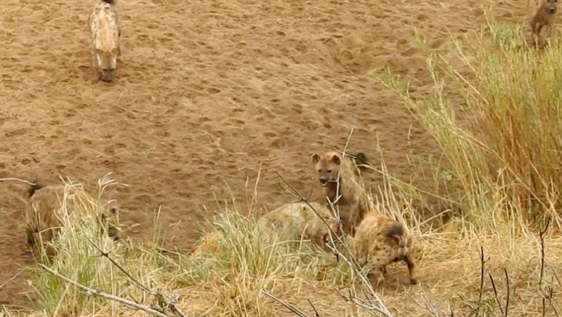 Ύαινες περικυκλώνουν λιοντάρι που σώζεται την τελευταία στιγμή (vid)