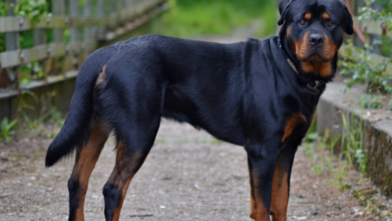 Ροντβάιλερ πυροβόλησε με καραμπίνα και τραυμάτισε σοβαρά τον ιδιοκτήτη του