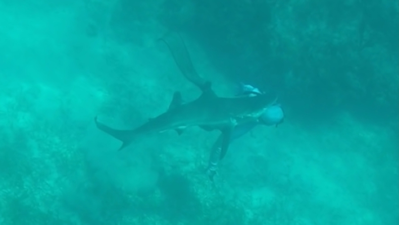 Εφιάλτης: Η στιγμή που καρχαρίας δαγκώνει ψαροντουφεκά στο κεφάλι (vid)