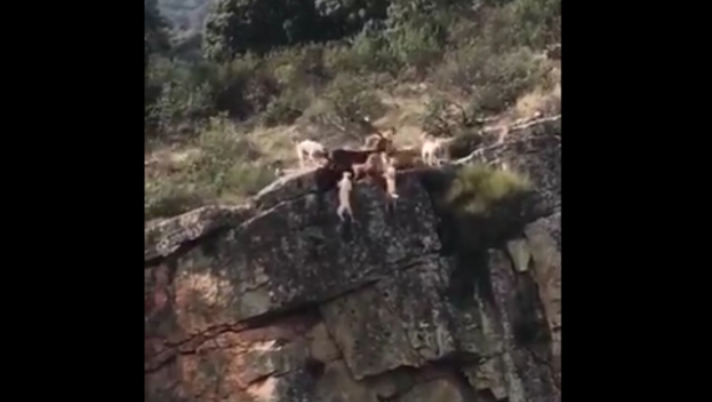Ανατριχιαστικό βίντεο: Κυνηγός στέλνει τα σκυλιά του σε γκρεμό για να πιάσει ένα ελάφι (vid)
