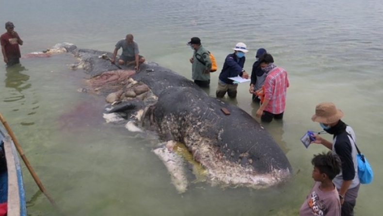 Φάλαινα φυσητήρας ξεβράστηκε νεκρή με έξι κιλά πλαστικά μέσα στο στομάχι της (pics)