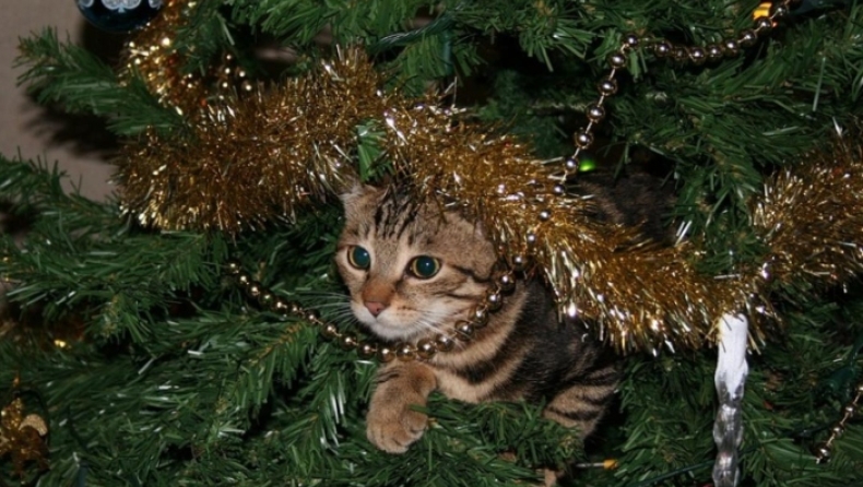 Απολαυστικές γάτες που «μισούν» τα χριστουγεννιάτικα δέντρα (vid)