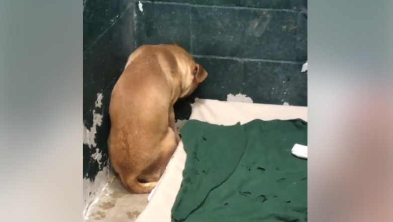 Σπαρακτικές εικόνες σκύλου που εγκαταλείφθηκε σε καταφύγιο επειδή έτρωγε από τα σκουπίδια (pics)
