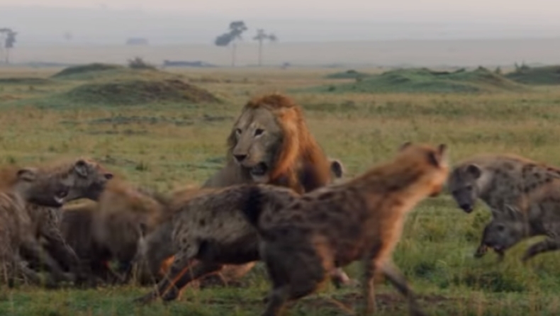 Ο «Βασιλιάς της ζούγκλας» είναι εδώ: Λιοντάρι τα βάζει με 20 ύαινες και θριαμβεύει (vid)
