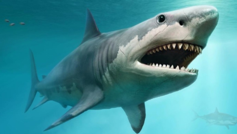 Megalodon: «Φως» στα αίτια της εξαφάνισης του μεγαλύτερου θηρευτή της ιστορίας (pic & vid)