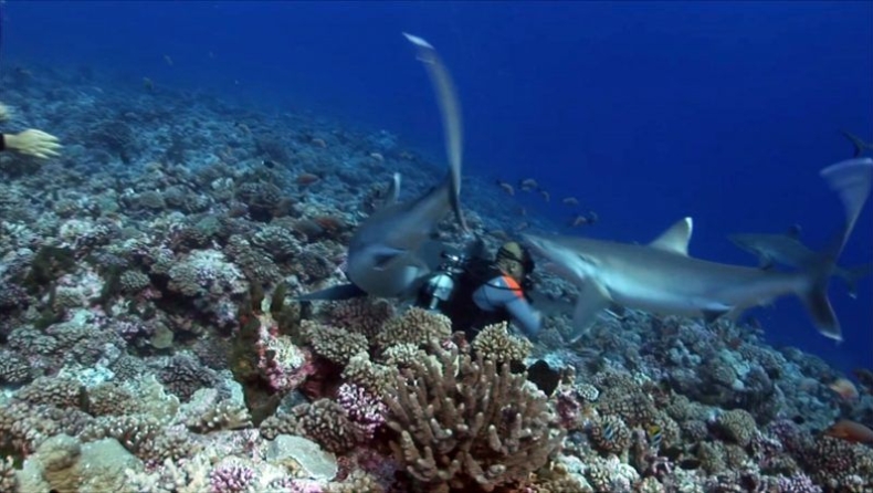 H στιγμή που ένας καρχαρίας δαγκώνει την μάσκα ενός δύτη (vid)
