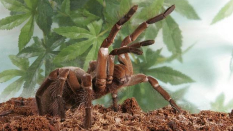 Oι αράχνες θα μπορούσαν φάνε όλους τους ανθρώπους του πλανήτη σε μόλις 12 μήνες (pics)