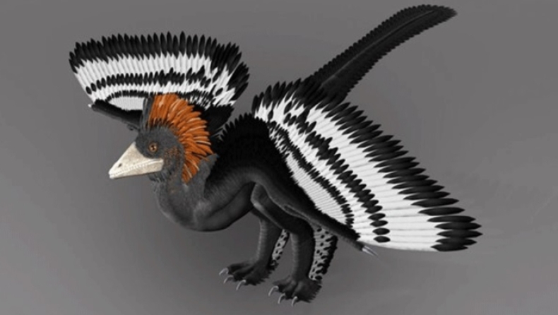 Επιστήμονες έλυσαν το μυστήριο με τον φτερωτό δεινόσαυρο που δεν μπορούσε να πετάξει (vid)