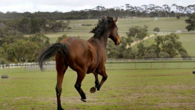 Ένα άλογο ανακηρύχθηκε «Αυστραλός της χρονιάς»