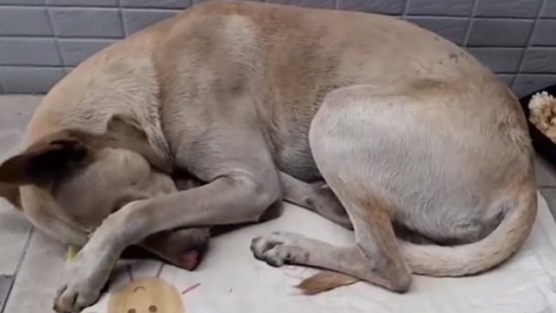 Εγκαταλελειμμένος σκύλος περιμένει επί έξι μήνες το αφεντικό του έξω από το μαγαζί που τον παράτησε (pic & vid)