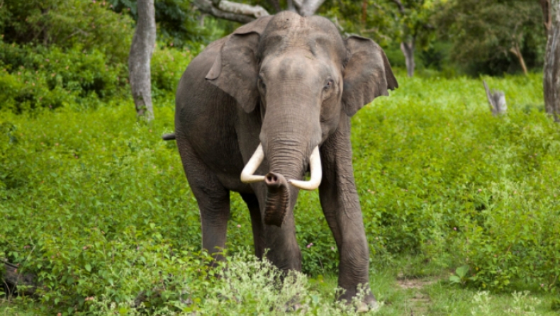 Χωρικοί πετούν πύρινες μπάλες σε ελέφαντες για να μην καταστρέψουν καλλιέργειες (pics & vid)