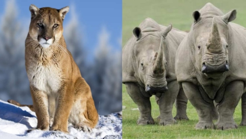Αυτά είναι τα άγρια ζώα που εξαφανίστηκαν από τον πλανήτη το 2018 (pics)