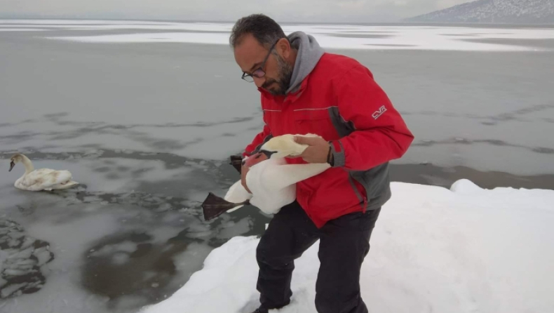 Εθελοντές έσωσαν πουλιά που ήταν εγκλωβισμένα στην παγωμένη λίμνη της Καστοριάς (pics)