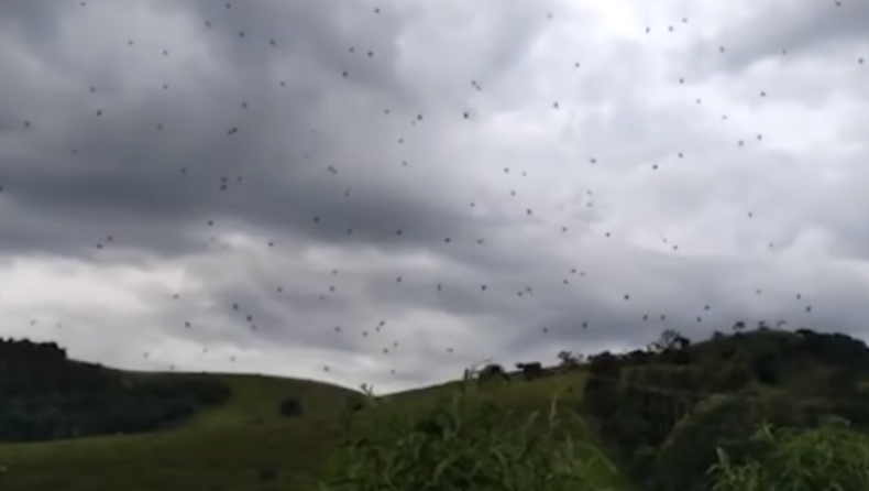 Εντυπωσιακό φαινόμενο: Χιλιάδες ιπτάμενες αράχνες αιωρούνται πάνω από τροπικό δάσος (vid)