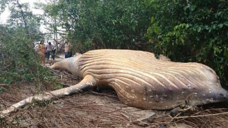 Νεκρή φάλαινα βρέθηκε στη μέση της ζούγκλας του Αμαζονίου! (vid)