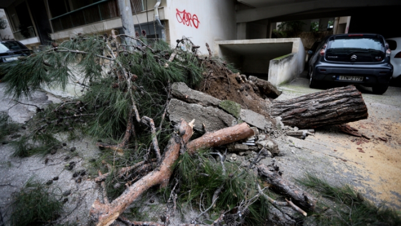 Προβλήματα από τους δυνατούς ανέμους: Στη Νέα Σμύρνη δέντρο καταπλάκωσε οχήματα (pics)