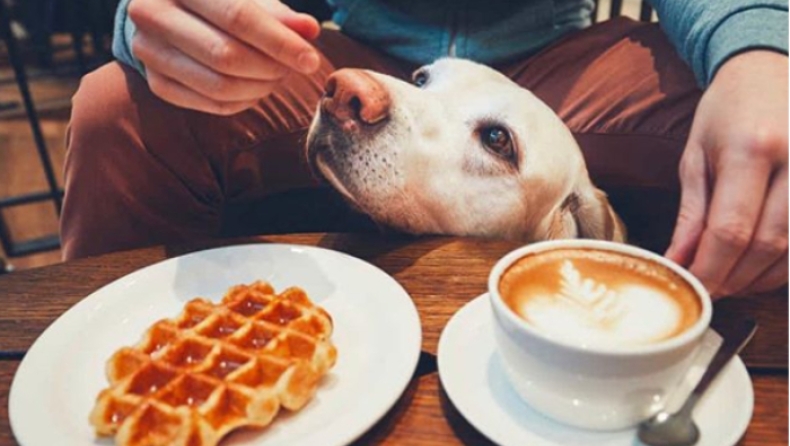 Υπάρχει μία καφετέρια που μπορείς να πιεις τον καφέ σου και να υιοθετήσεις ένα σκύλο (pics)