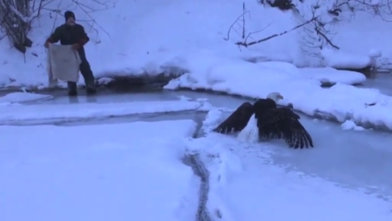 Δραματική διάσωση αετού: Είχε κολλήσει πάγος στην ουρά του και δεν μπορούσε να πετάξει (vid)