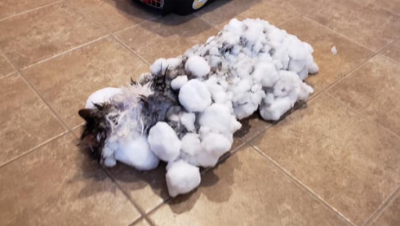Γάτα θάφτηκε στο χιόνι και στον πάγο αλλά τελικά κατάφερε να επιβιώσει (pics)