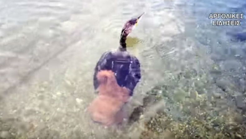 Χταπόδι προσπάθησε να πνίξει κορμοράνο σε παραλία του Ναυπλίου (vid)