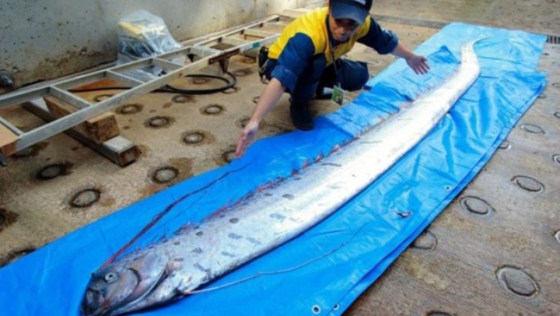 Οι Ιάπωνες «τρέμουν» ισχυρό σεισμό λόγω απόκοσμων ψαριών 3,5 μέτρων που ξεβράστηκαν στις ακτές (pics)