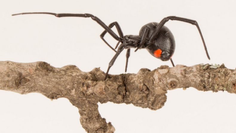 Αραχνοφοβία: Ανακαλύφθηκε νέο είδος μαύρης χήρας, το μεγαλύτερο της Αφρικής (pics & vid)