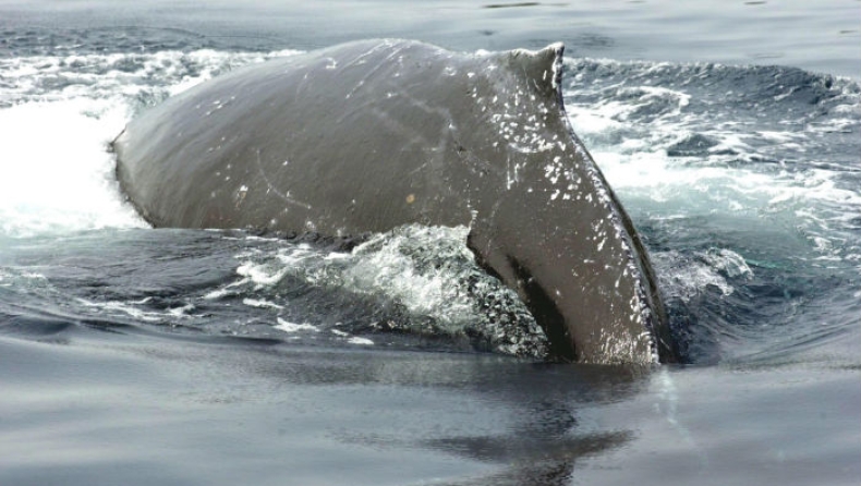 Νεαρή φάλαινα πέθανε από γαστρικό σοκ, καθώς στο στομάχι της βρέθηκαν πάνω από 40 κιλά πλαστικού (vid)
