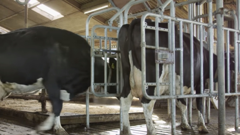 Στην Ολλανδία έφτιαξαν ουρητήρια για αγελάδες, για να καταπολεμήσουν το φαινόμενο του θερμοκηπίου