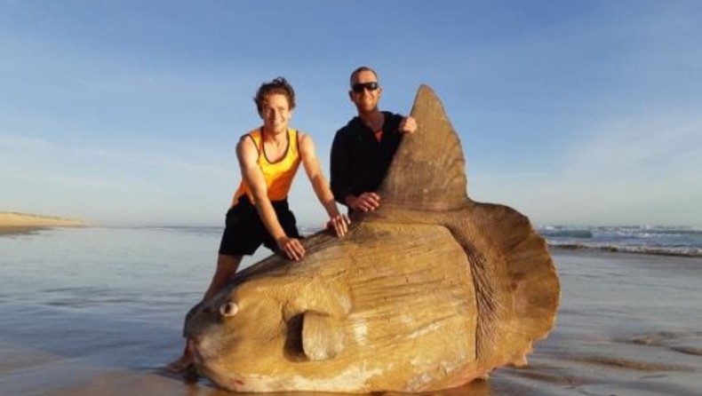 Το γιγαντιαίο φεγγαρόψαρο που ξεβράστηκε στην Αυστραλία: «Το δέρμα του ήταν σαν ρινόκερου» (pics)