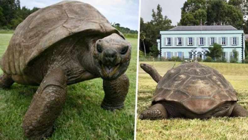 Το μεγαλύτερο σε ηλικία πλάσμα του κόσμου είναι μία χελώνα 187 ετών (pics)