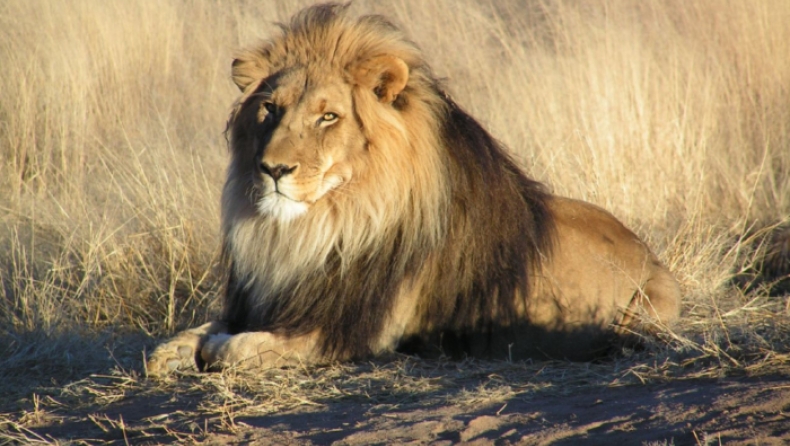 Λαθροθήρας κατασπαράχθηκε από αγέλη λιονταριών ενώ λίγο πριν είχε σκοτώσει τρεις οικογένειες μπαμπουίνων (pics)