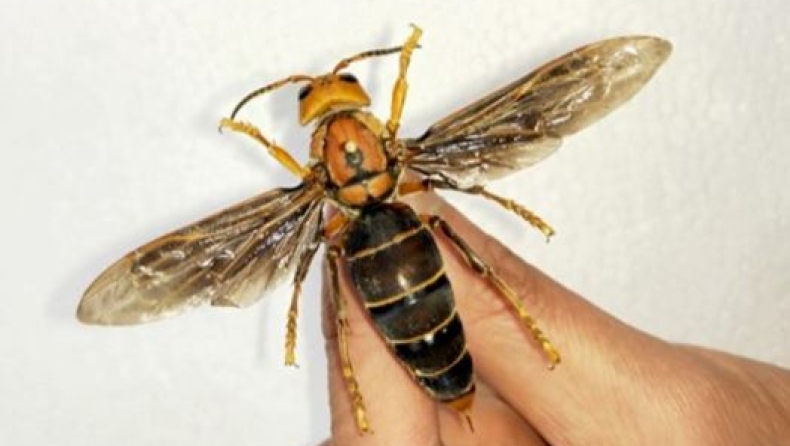 Βρέθηκε γιγάντια σφήκα «δολοφόνος» που προκαλεί τρόμο (pics)