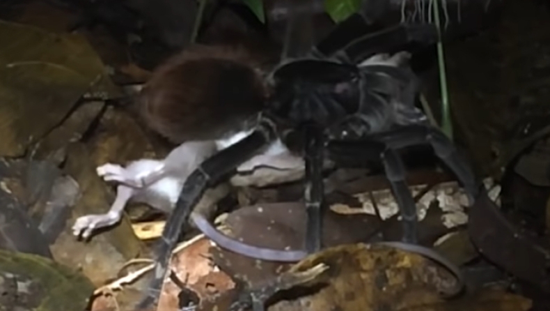 Ταραντούλα με μέγεθος... πιάτου παγιδεύει και καταβροχθίζει το θήραμά της (vid)