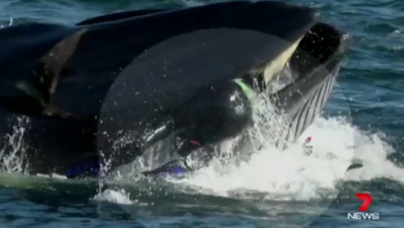 Φάλαινα παραλίγο να καταπιεί δύτη που βρέθηκε στο διάβα της (vid)