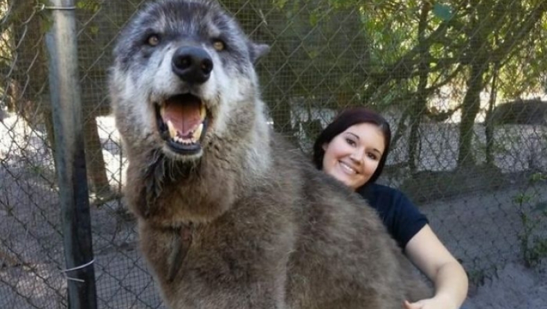 Λυκόσκυλο γίγαντας εγκαταλείφθηκε σε καταφύγιο λύκων και είναι μεγαλύτερο από τους λύκους (pics)