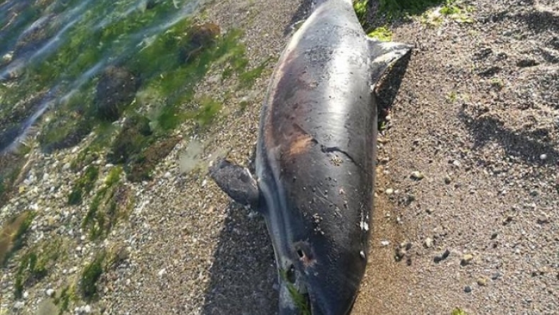 Θλιβερό θέαμα σε παραλία της Αλεξανδρούπολης: Δελφίνι ξεβράστηκε νεκρό (pic)