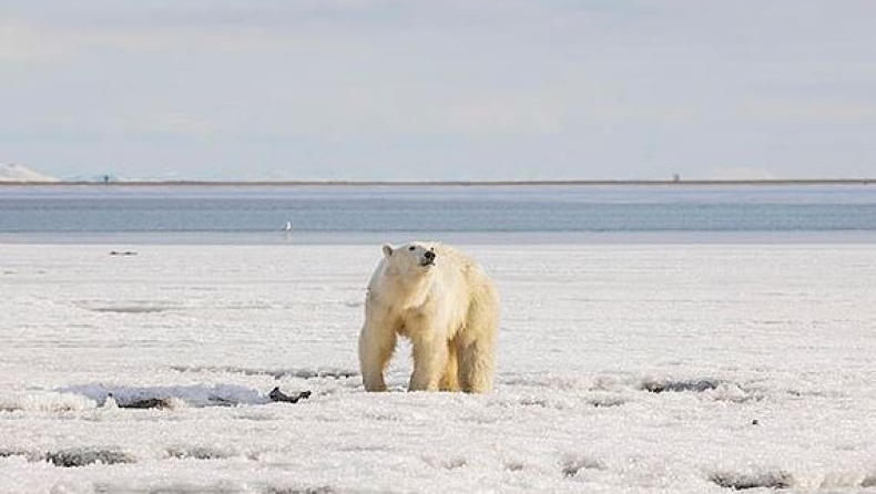 Πολική αρκούδα χάθηκε και βρέθηκε να περιπλανιέται 450 μίλια μακριά από το σπίτι της (pics & vid)