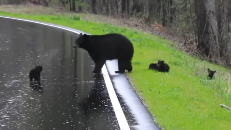 Αρκούδα διδάσκει τα μικρά της πως να περνούν τον δρόμο με ασφάλεια (vid)