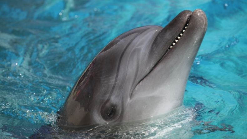 Προβληματισμός για τα νεκρά δελφίνια στο Αιγαίο (vid)