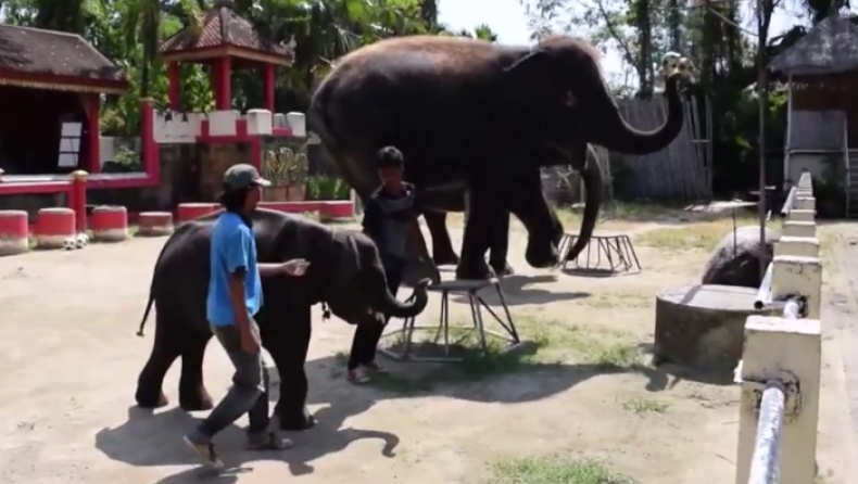 Εκπαιδευτές σε τσίρκο βασανίζουν μικρό ελεφαντάκι για να χορεύει για τους τουρίστες (pics & vid)