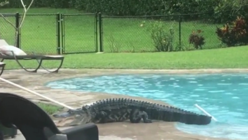 Οικογένεια έδωσε μάχη με αλιγάτορα τριών μέτρων που κολυμπούσε στην πισίνα τους (pic & vid)