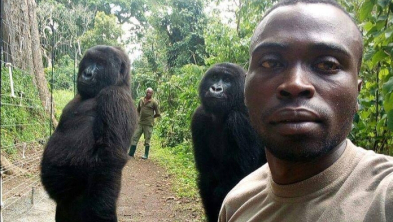 Ανεπανάληπτες selfies στη ζούγκλα: Γορίλες ποζάρουν στον φακό με τους ήρωες - προστάτες τους (pics)