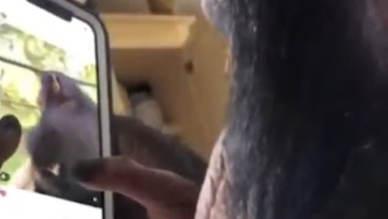 Απίστευτο βίντεο δείχνει Χιμπατζή να χρησιμοποιεί smartphone (pic & vid)