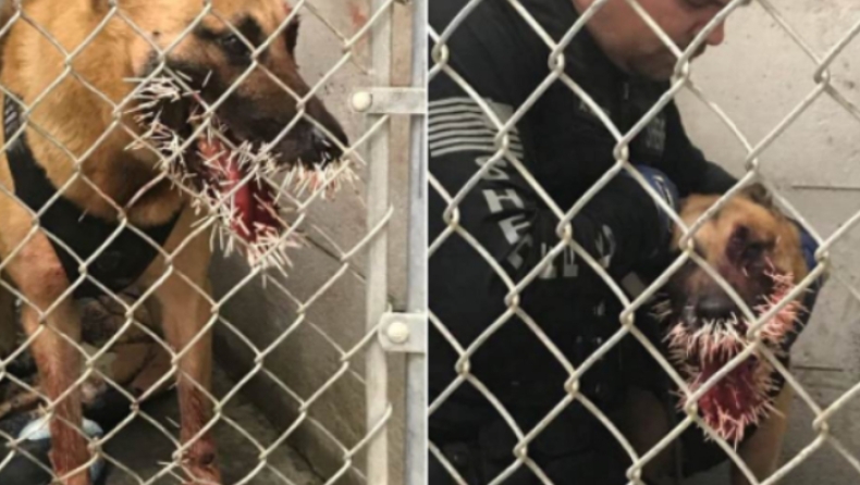 Αστυνομικός σκύλος έπεσε πάνω σε σκαντζόχοιρο κατά τη διάρκεια καταδίωξης και το μετάνιωσε πικρά (pics)
