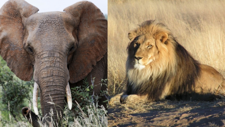 Έστησε ενέδρα σε ρινόκερους, αλλά τον ποδοπάτησαν ελέφαντες και τον κατασπάραξαν λιοντάρια (pics)