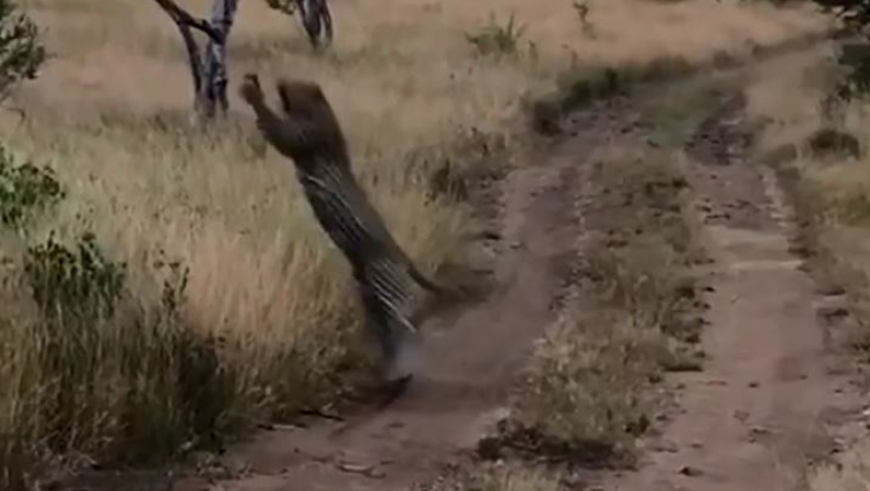 Η απίθανη στιγμή που μία λεοπάρδαλη πιάνει στον αέρα ένα καναρίνι (vid)
